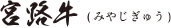 宮路牛